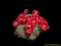 Rebutia senilis WR661 1811